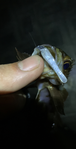 アカメバルの釣果