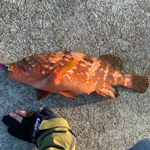 キジハタの釣果