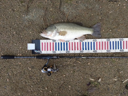 ラージマウスバスの釣果