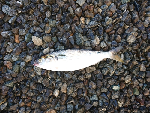 コノシロの釣果