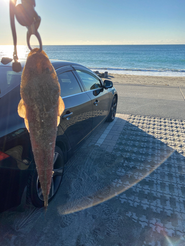 マゴチの釣果