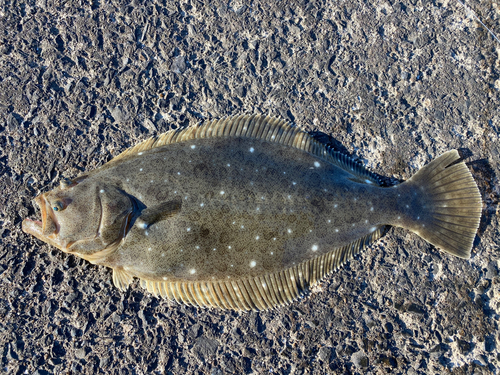 ヒラメの釣果