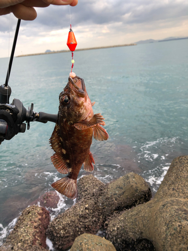 アラカブの釣果