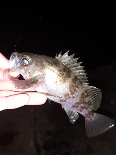 メバルの釣果