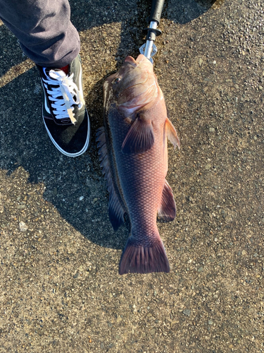 カンダイの釣果