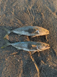 イナダの釣果