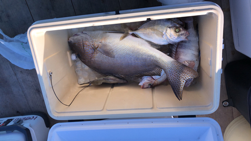 コロダイの釣果