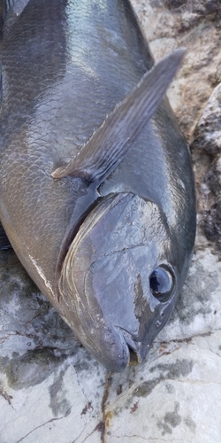 メジナの釣果