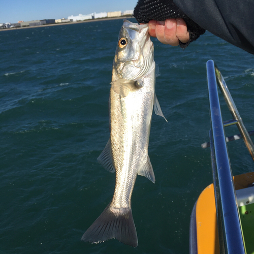 セイゴ（マルスズキ）の釣果