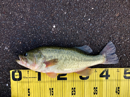 ブラックバスの釣果