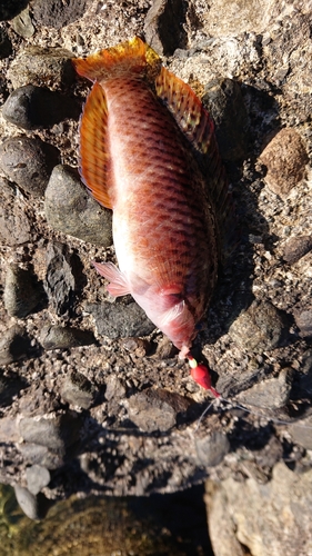 ホシササノハベラの釣果