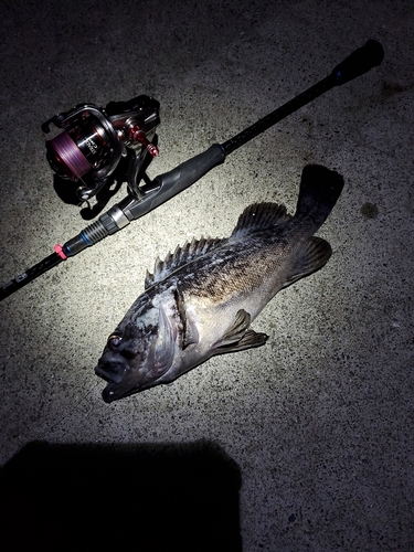 クロソイの釣果