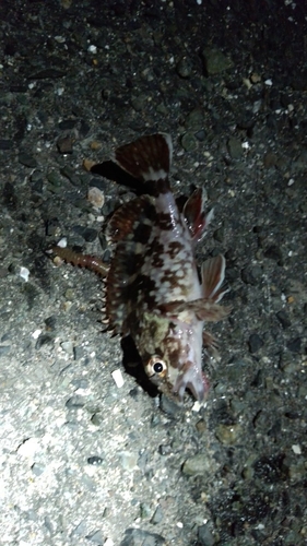 カサゴの釣果