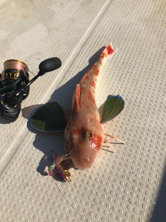 ホウボウの釣果