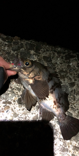 メバルの釣果