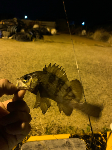 メバルの釣果