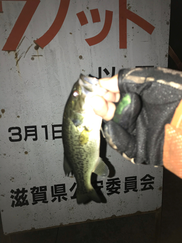 ブラックバスの釣果