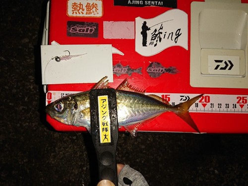 アジの釣果