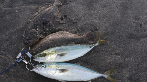 イナダの釣果