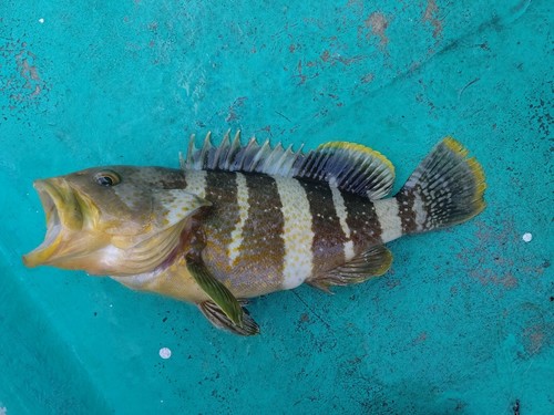 アオハタの釣果