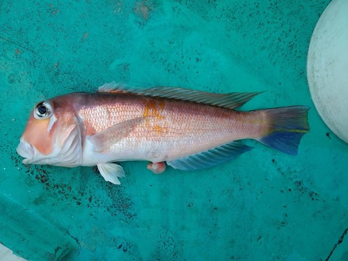 アマダイの釣果