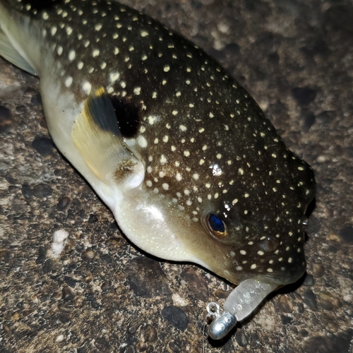 フグの釣果