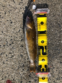 アイナメの釣果