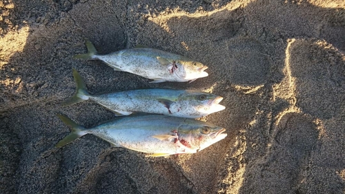 ツバスの釣果