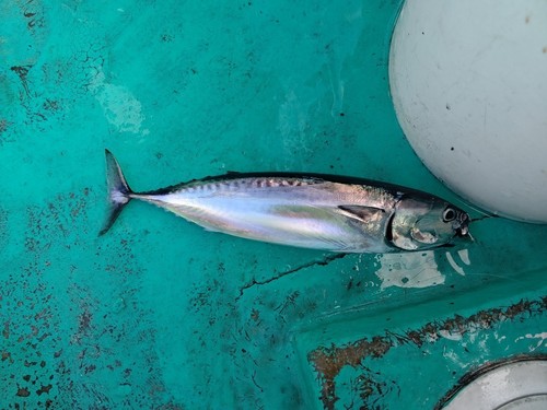 ソウダガツオの釣果