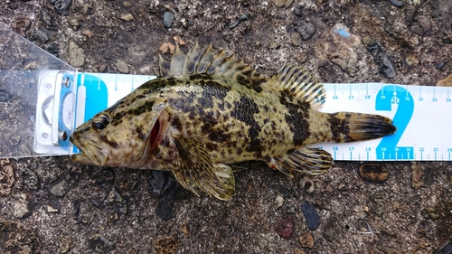 タケノコメバルの釣果