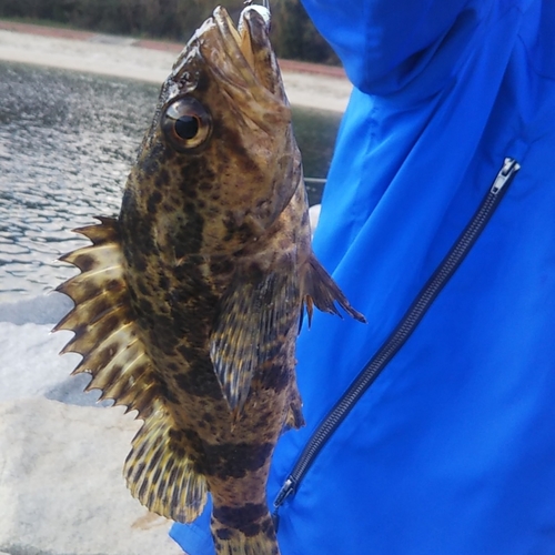 タケノコメバルの釣果