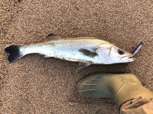 スズキの釣果