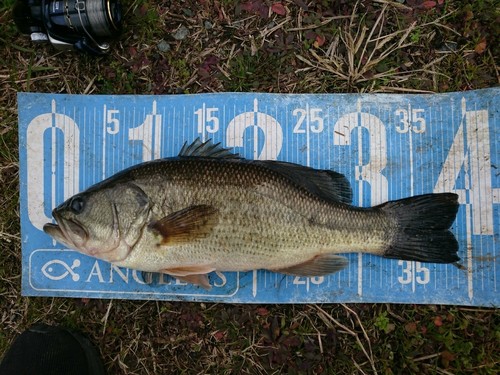 ブラックバスの釣果