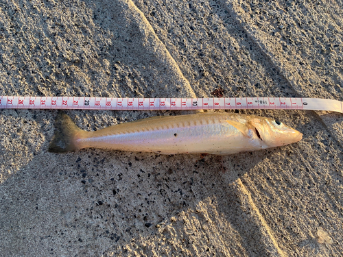 シロギスの釣果