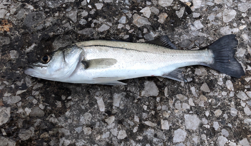 セイゴ（タイリクスズキ）の釣果