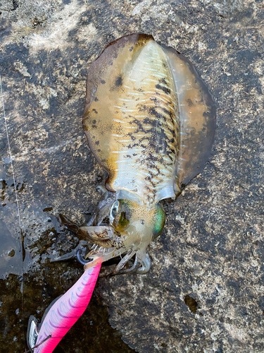 アオリイカの釣果