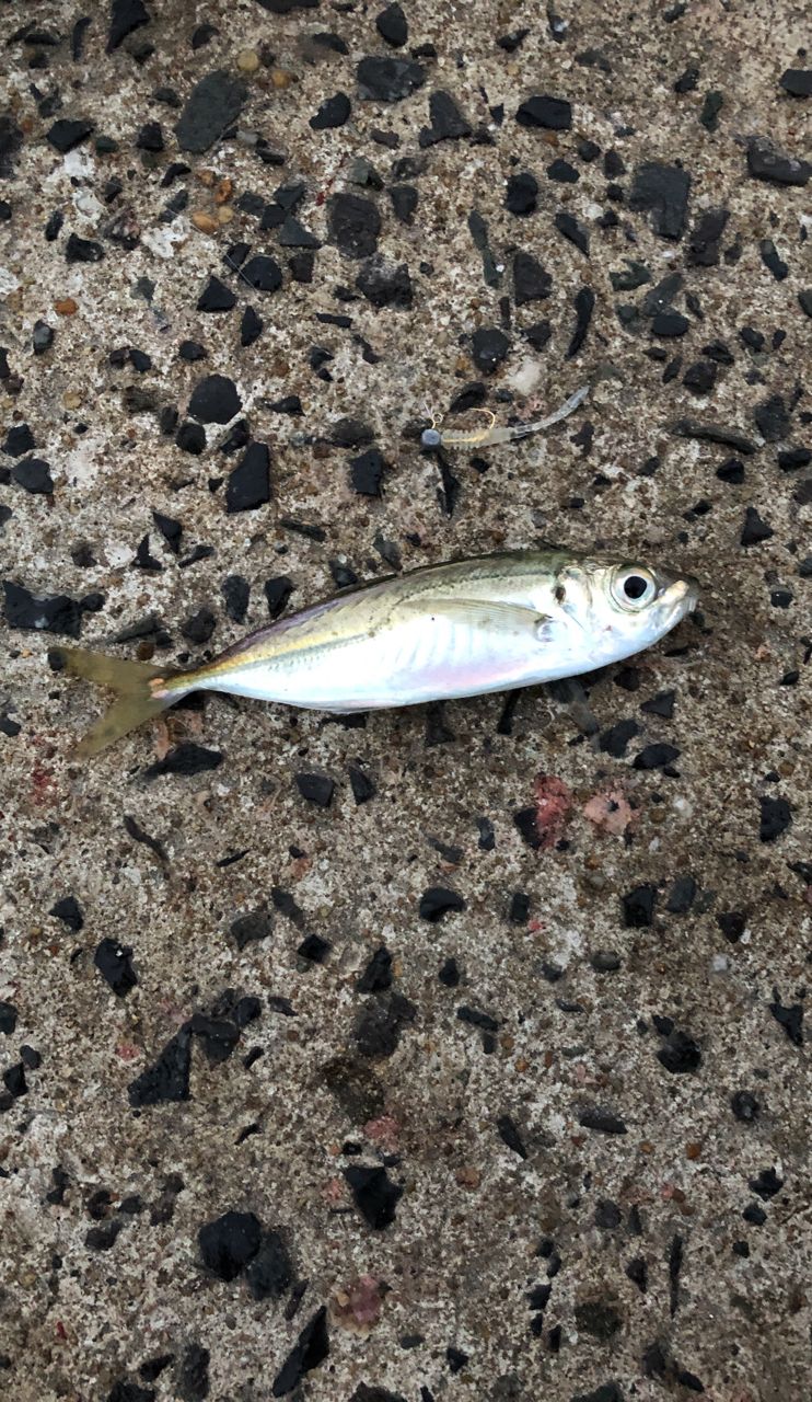 アジ