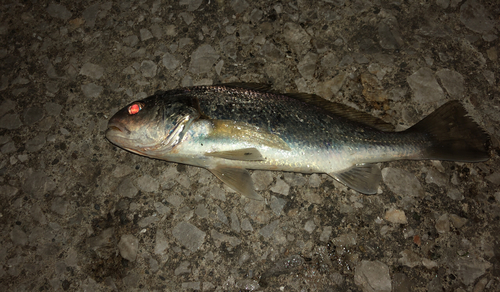 イシモチの釣果