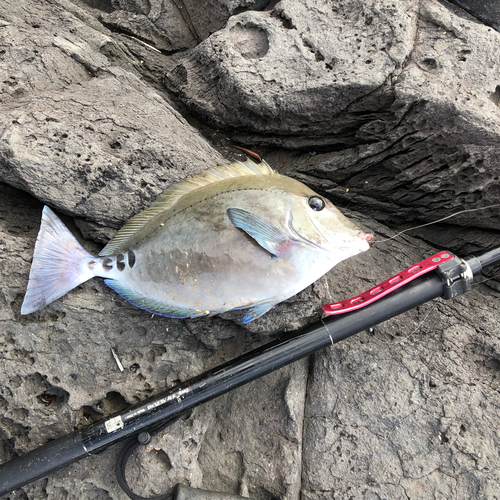 サンノジの釣果