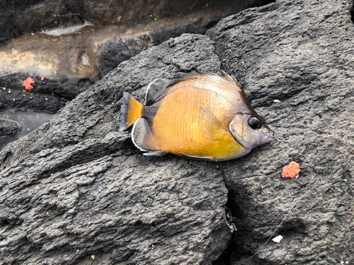 チョウチョウウオの釣果