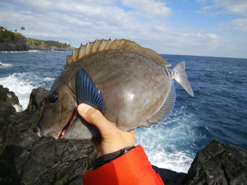 サンノジの釣果