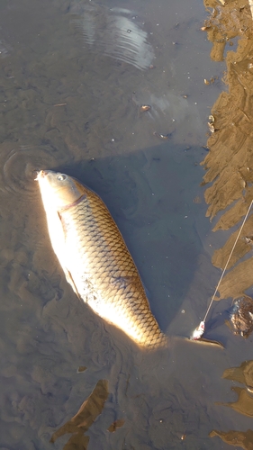 コイの釣果