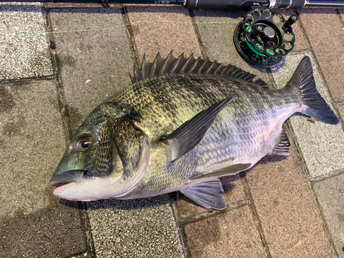 クロダイの釣果