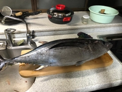 ビンチョウマグロの釣果