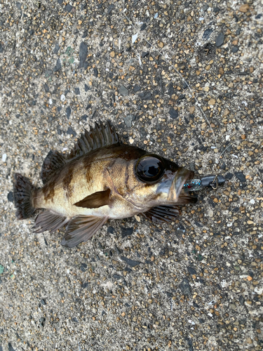 アカメバルの釣果