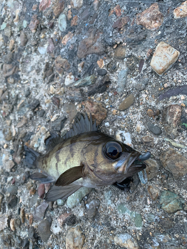 アカメバルの釣果