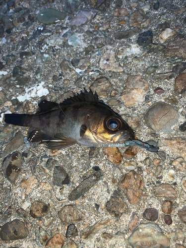 アカメバルの釣果