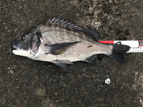 チヌの釣果