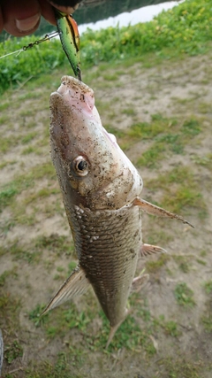 ニゴイの釣果