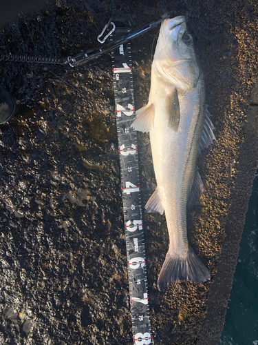 シーバスの釣果